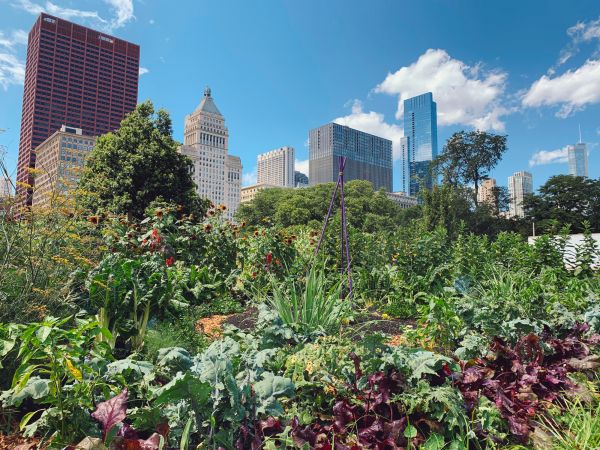 Urban Gardening - Urban Gardening Glenview, Illinois