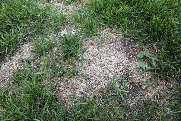 Bare Spot Repair