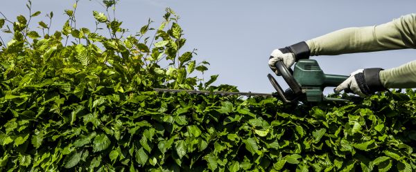 Arborvitae Pruning