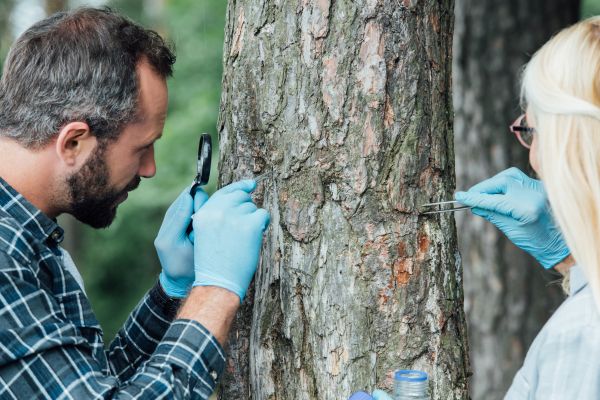 Arborist Inspection