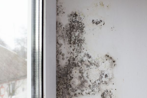 Mold Damage Restoration - Mold Damage Restoration Puyallup, Washington