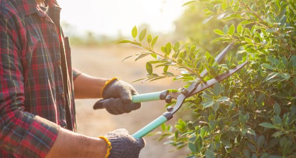 Apple Tree Trimming