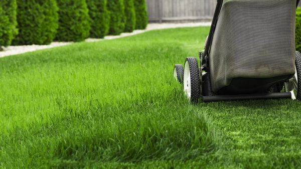 Grass Care Service