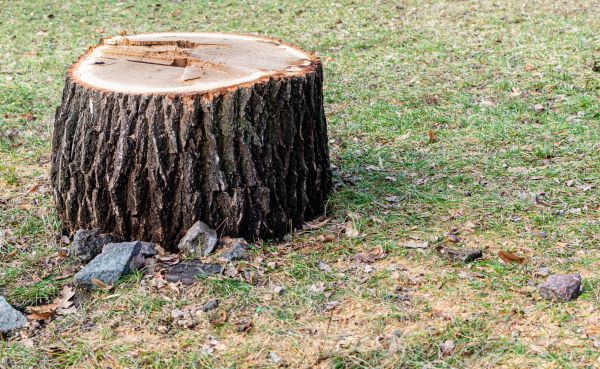 Stump Cutting