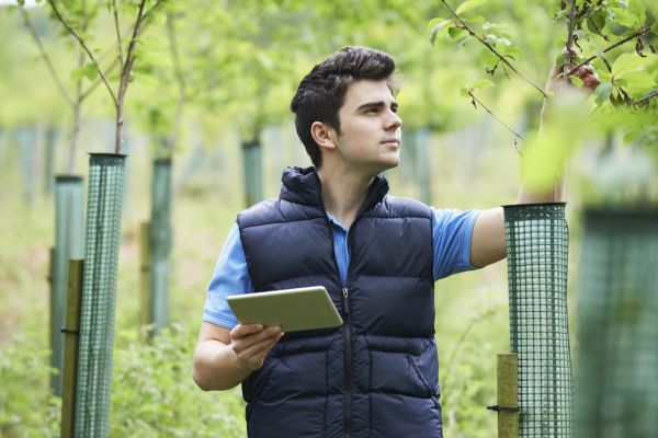 Arborist Service - Arborist Service Clark County, Washington