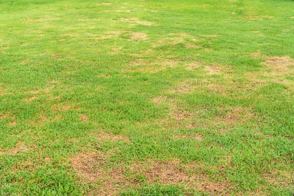 Landscape Fertilizing Service