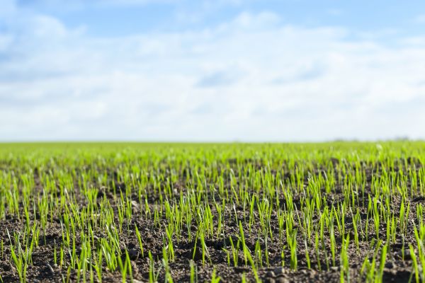 Bermuda Grass Seeding