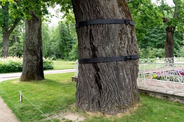 Tree Cabling Service - Tree Cabling Service Kitsap County, Washington