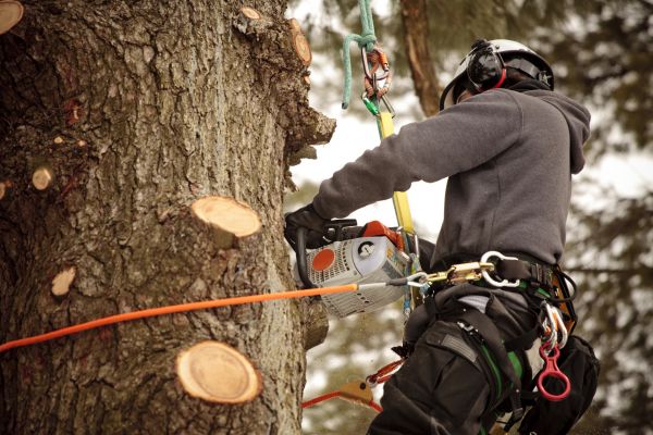 Canopy Pruning