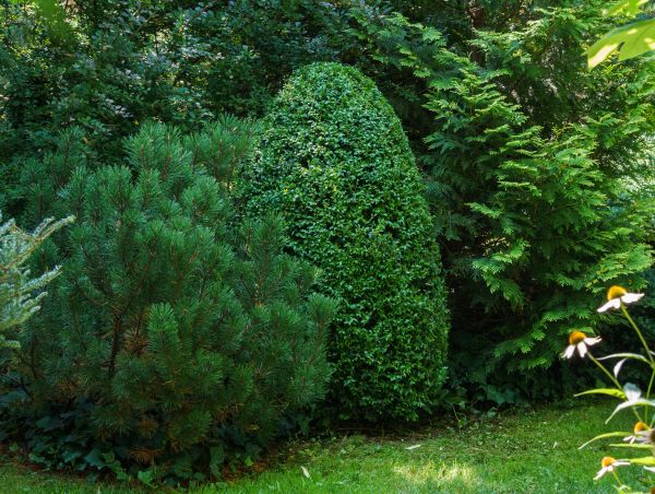 Arborvitae Pruning