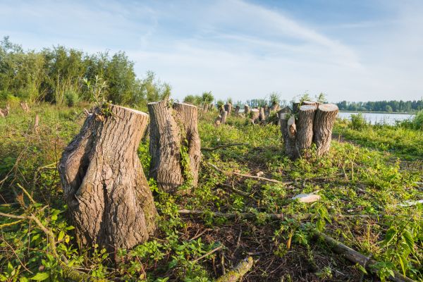 Tree Care And Removal - Tree Care And Removal Mequon, Wisconsin