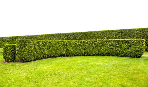 Hedge Care