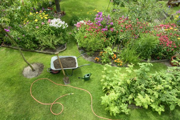 Arborvitae Planting