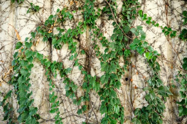 Vine Removal Service - Vine Removal Service Palm Desert, California