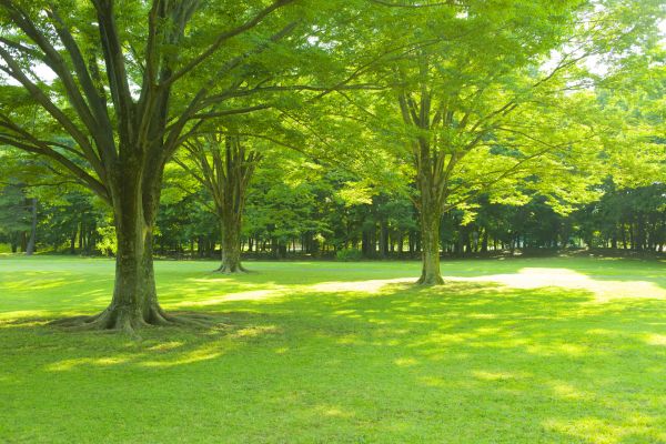 Arborist Spraying