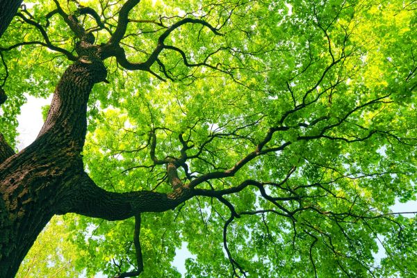 Arborist Service