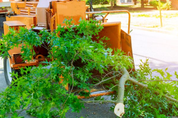 Limb Pruning