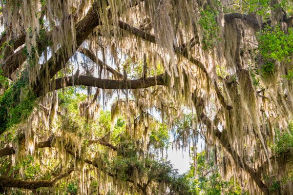 Spanish Moss Treatment - Spanish Moss Treatment Boise, Idaho