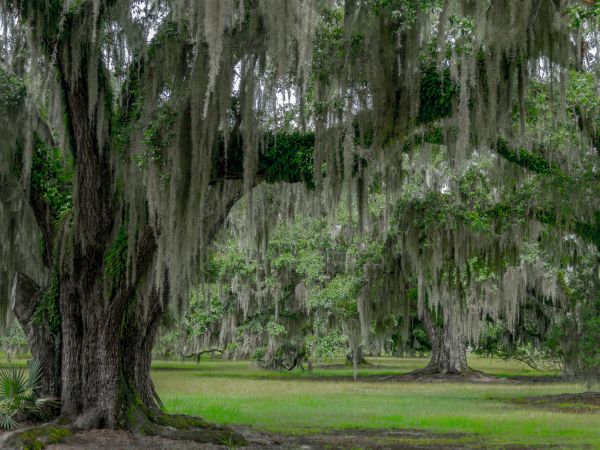 Spanish Moss Cleanup - Spanish Moss Cleanup Boise, Idaho