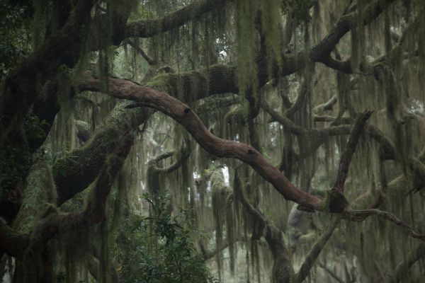 Spanish Moss Extermination - Spanish Moss Extermination Boise, Idaho