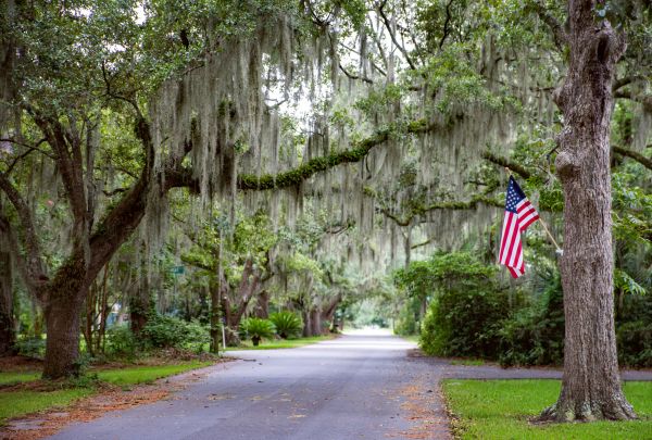 Spanish Moss Cleanup