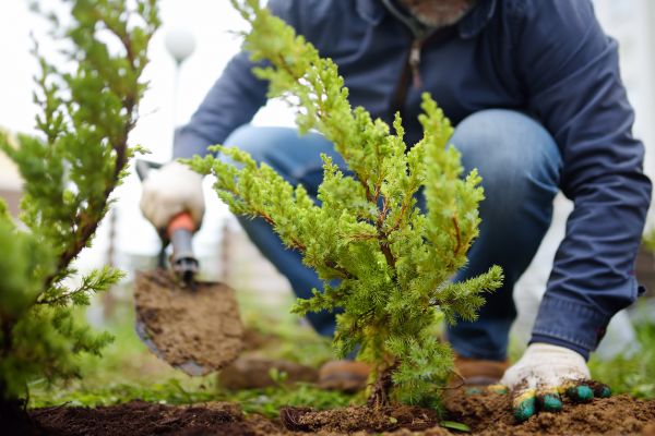 Shrub Establishment