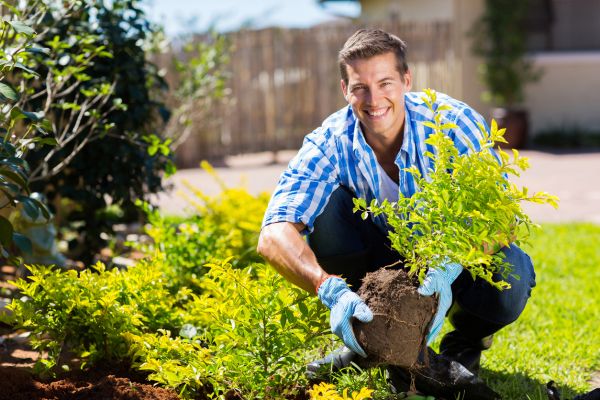 Shrub Reinstallation - Shrub Reinstallation Tucson, Arizona