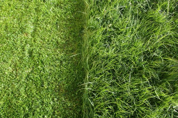 Consistent Turf Trimming