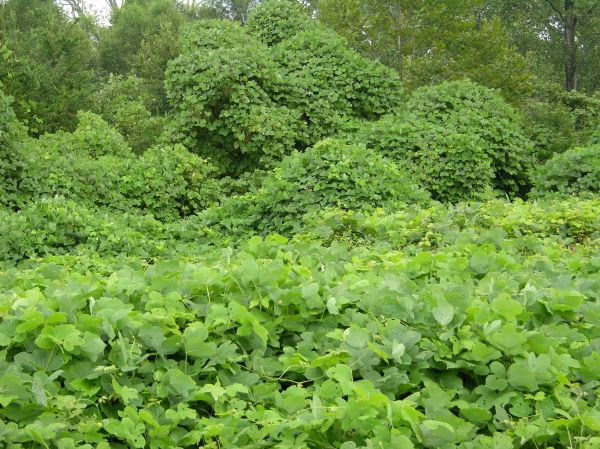 Kudzu Abatement - Kudzu Abatement Santa Ana, California