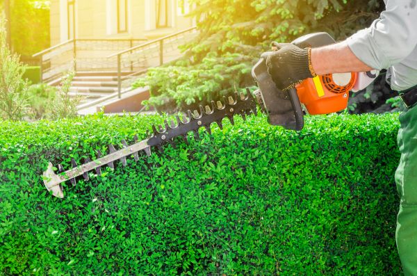 Bamboo Hedge Removal