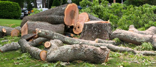 Birch Tree Removal