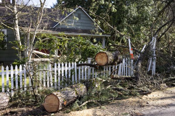Apple Tree Removal