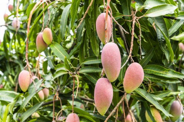 Mango Tree Trimming - Mango Tree Trimming Des Moines, Iowa