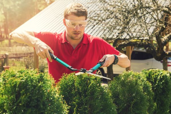 Arborvitae Pruning