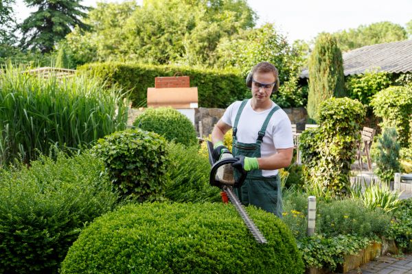 Arborvitae Pruning