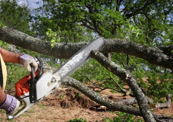 Tree Branch Cutting - Tree Branch Cutting New Berlin, Wisconsin