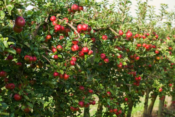 Fruit Tree Maintenance