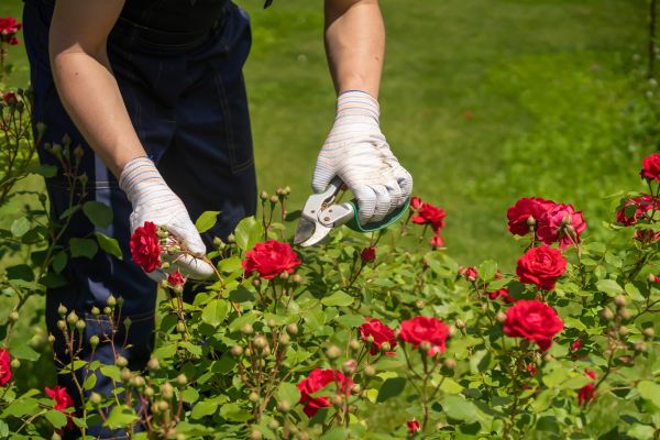 Rose Bush Shearing - Rose Bush Shearing Marion, Iowa