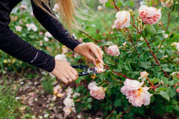 Crepe Myrtle Pruning