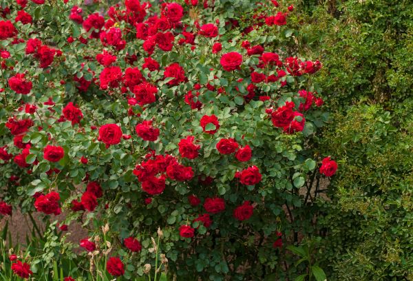 Bush Pruning