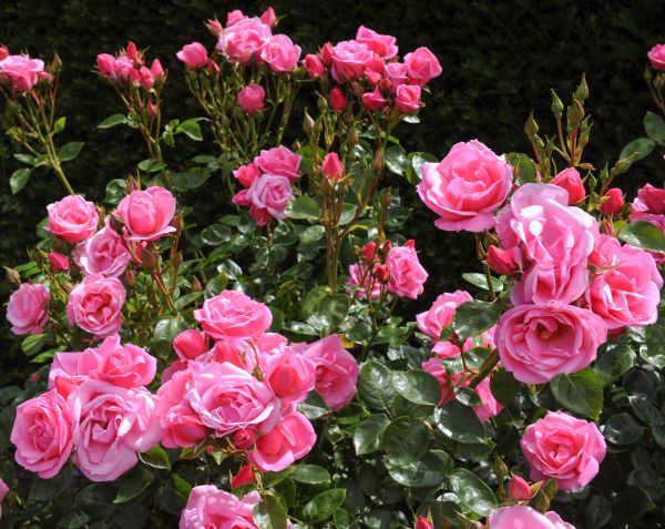 Rose Bush Extraction - Rose Bush Extraction Somerset County, New Jersey
