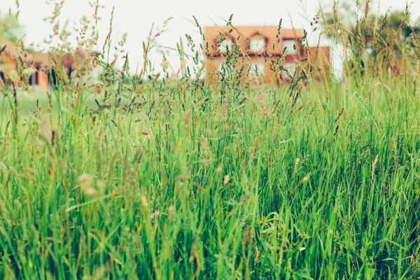 Grass Mowing