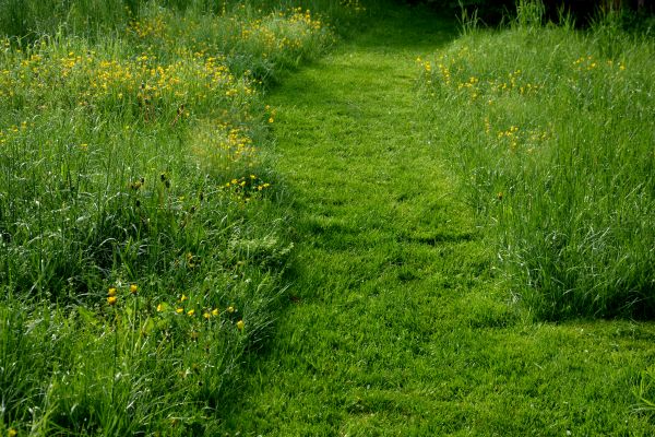 Grass Mowing