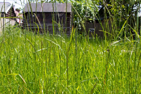 High Grass Mowing