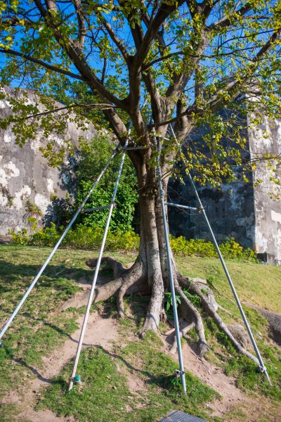Tree Cabling Service