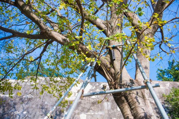 Arborist Pruning