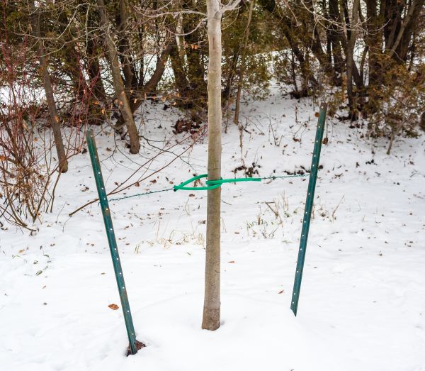Tree Stabilization - Tree Stabilization Dover, Delaware