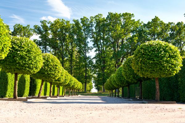 Arborvitae Trimming