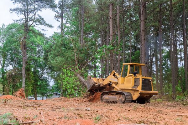 Backyard Vegetation Removal