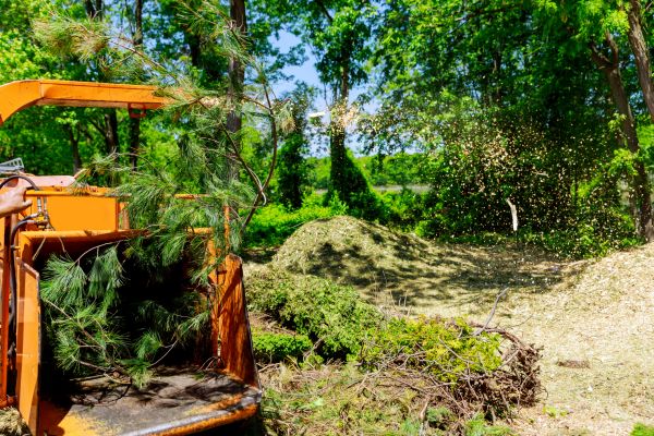Birch Tree Pruning